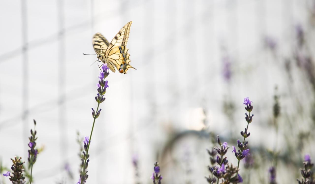 Lavanda Mobile Homes & Villas Orebić Eksteriør billede